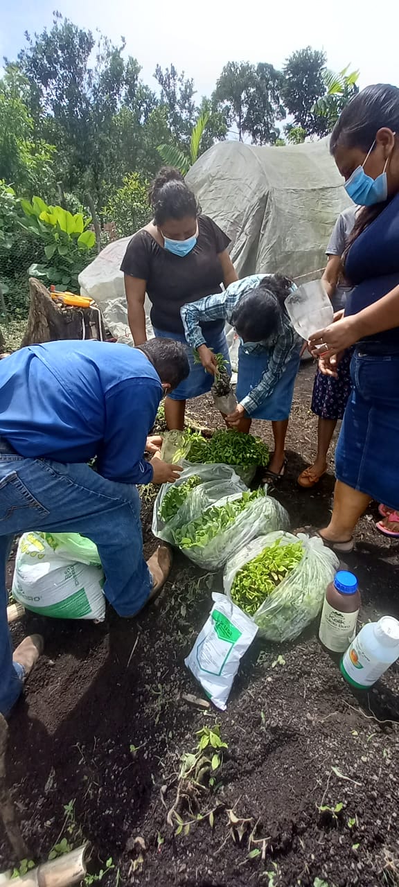 Desarrollo de Huertos Familiares